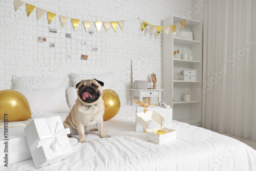 Cute pug dog celebrating bi...