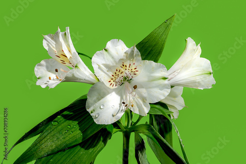 White Alstroemeria flower on green background photo