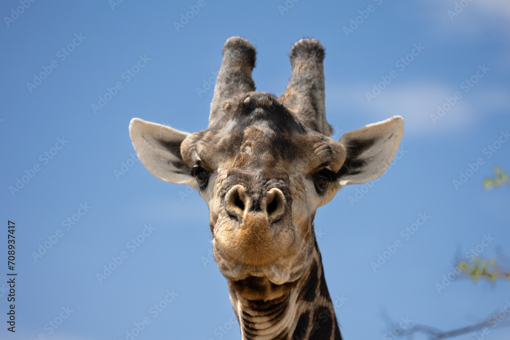 Giraffe close-up. Close-up of a giraffe's head