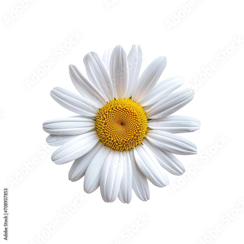 daisy blossom isolated