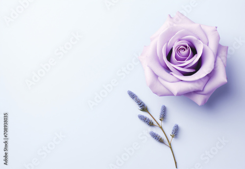 Lavender flower on white background with a pink rose background, in the style of aerial view, light indigo, organic minimalism, lightbox, shaped canvas, light gray and sky-blue, tabletop photography

