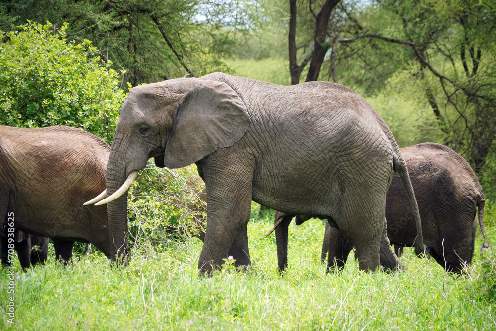 Elephants dans le parc de Tarangire en Tanzanie