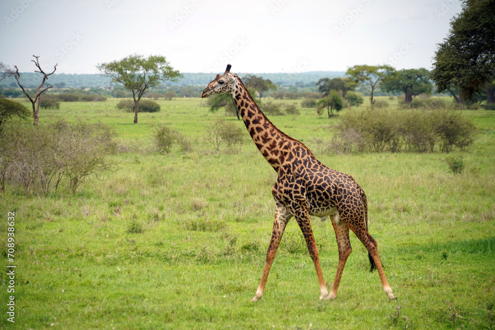 Obraz premium Giraffes dans le parc national de Tarangire en Tanzanie