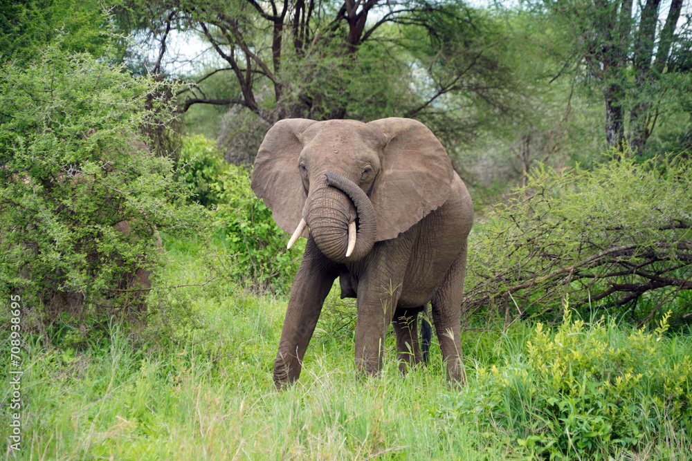Elephants dans le parc de Tarangire en Tanzanie