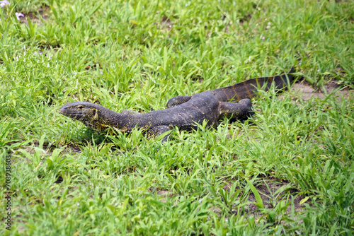 Parc national de Tarangire en Tanzanie