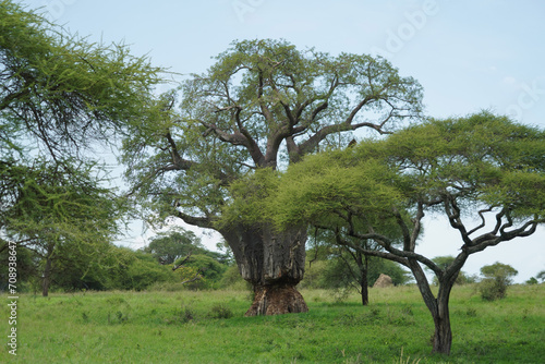 Baobab dans le parc national de Tarangire en Tanzanie