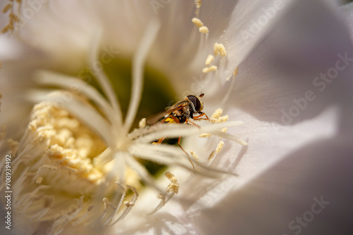 Pszczoła na kwiaku macro. photo