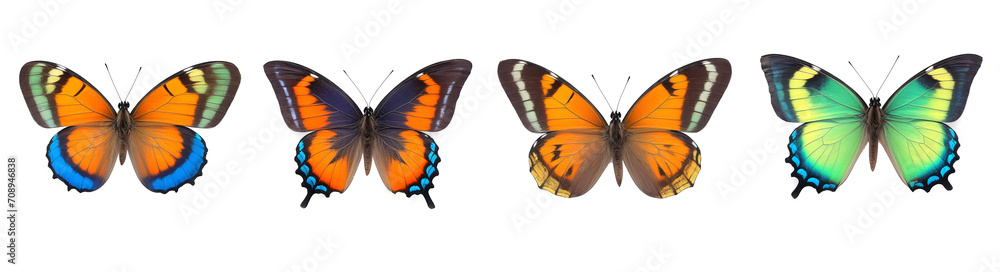 Fototapeta premium set of butterflies in row on white background isolated