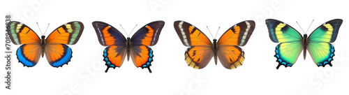 set of butterflies in row on white background isolated