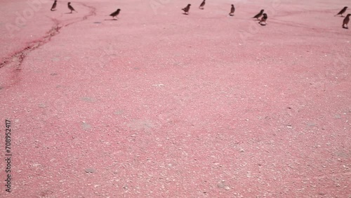 Water snake creeps on pink asphalt and sparrows fly away photo