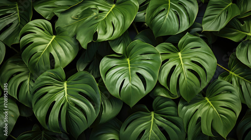 A Serene Symphony of Vibrant Green tropical Leaves in Close-Up