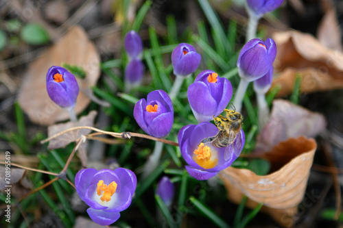 Fotografi Lila Krokus und eine Biene, braune Blätter und Äste, grüne Halme im garten