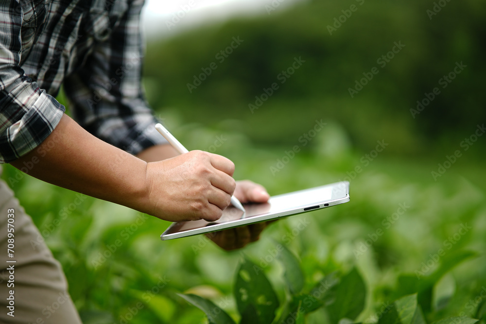 Businessman gardener using tablet Viewing potato plant picture of potato leaves in harvest season in fertile soil - obrazy, fototapety, plakaty 