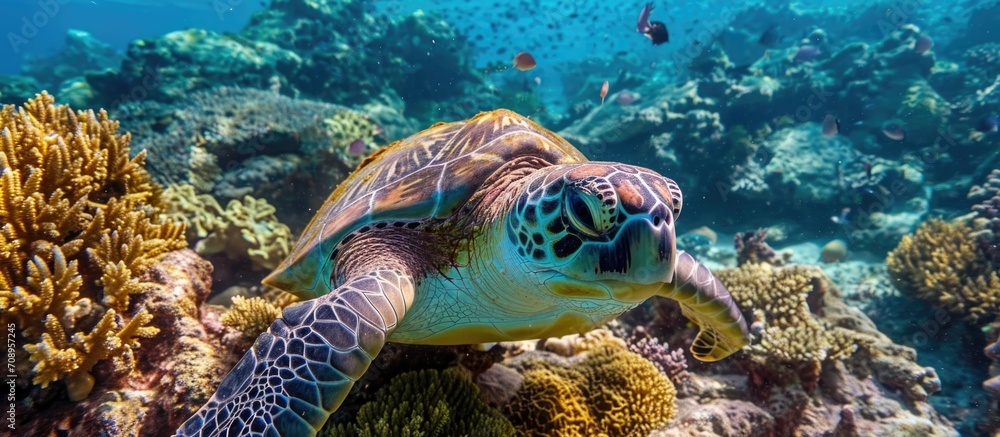 Fototapeta premium Green sea turtle on coral reef in closeup.