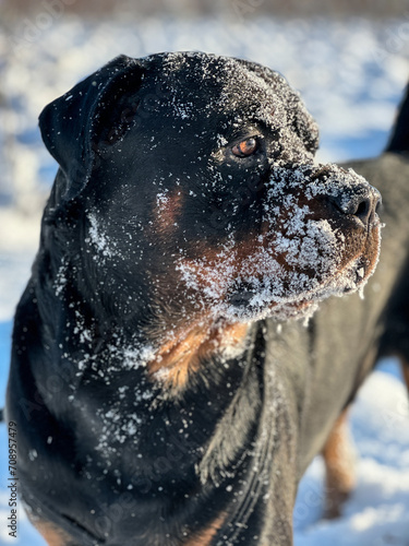 Portrait of a rottweiler dog with frost on face in a cold winter day. Sunny cold winter day hiking with dog.
