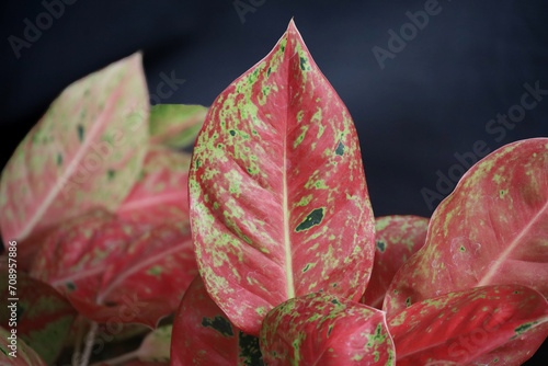 Aglaonema or Sri rezeki is a popular ornamental plant from the taro tribe or Araceae. The genus Aglaonema has about 30 species. They originate from tropical and subtropical areas in Asia photo