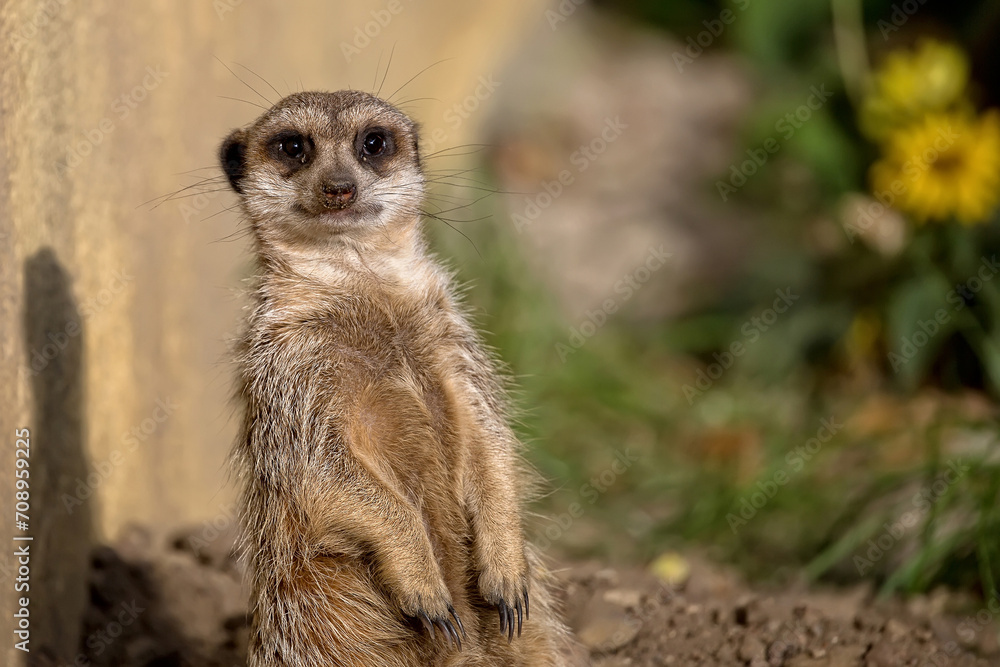 Fototapeta premium Meerkat in a clearing