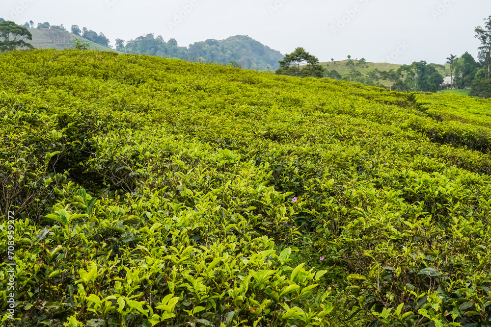 Green tea plantation at sunrise, nature background