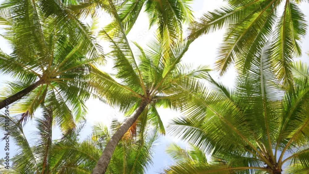 coconut trees bottom view blue sky background. Palm trees beach summer silhouette sunset island. coconut trees bottom view blue sky background. Palm trees beach summer silhouette sunset island.