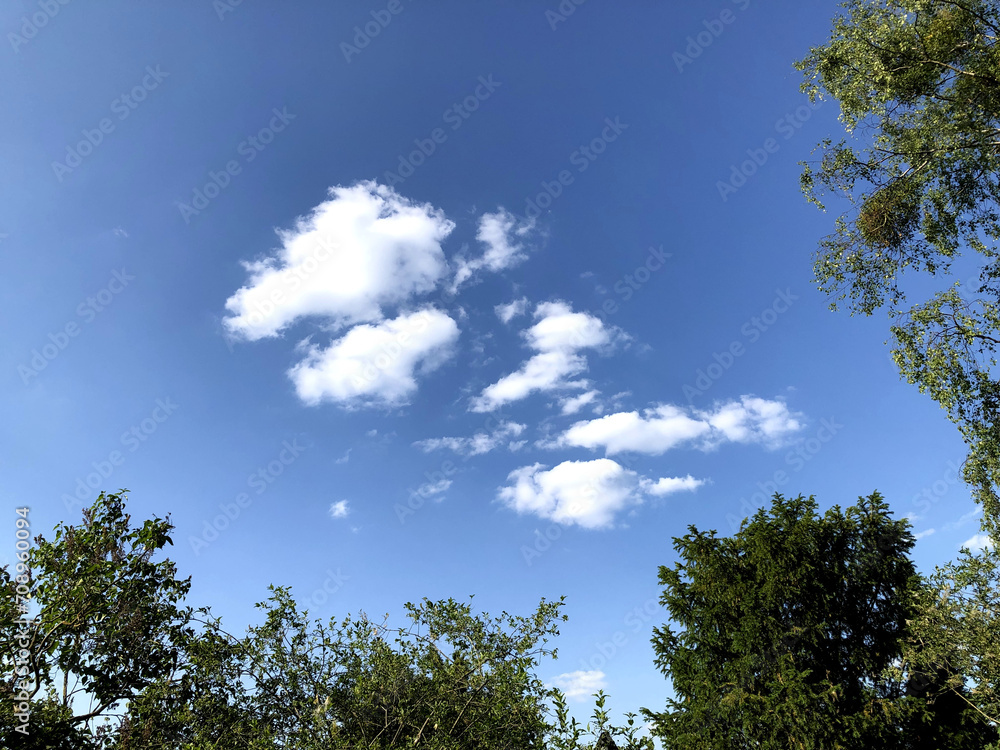 sunny day sky with tree 1 sunny day sky with tree 1