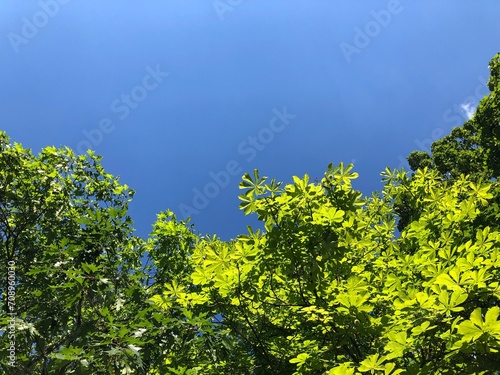 Fototapeta Naklejka Na Ścianę i Meble -  chestnut tree and sky