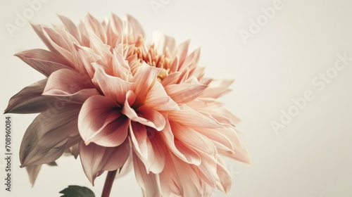  a close up of a pink flower on a white background with a blurry image of a large flower in the center of the flower and a green stem in the center of the center of the center of the flower. photo