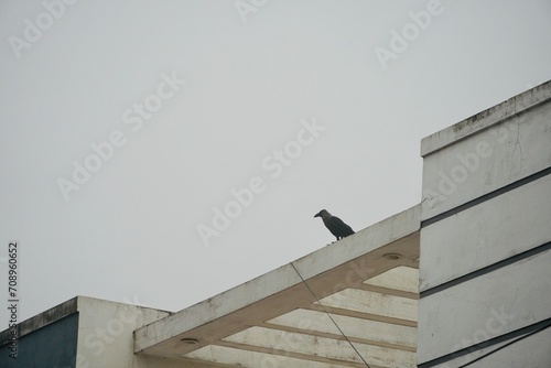 Crow in Roof top during winter. Crow sitting at a residential building during the Winter morning in India.