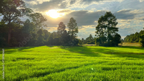 sunset in the rice field Siem reap Cambodia  photo