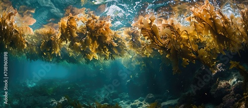 Catalina Island Reef's seaweed