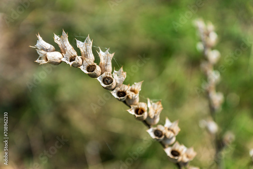 Boxes of henbane seeds.