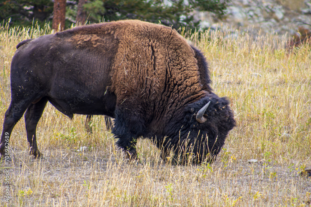 Lone Bison Grazing in the Wild Lone Bison Grazing in the Wild