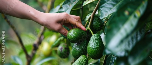 hand picking avocado fruit in garden photo