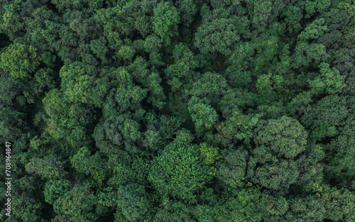 Aerial top view of green trees in forest. Drone view of dense green tree captures CO2. Green tree nature background for carbon neutrality and net zero emissions concept. Sustainable green environment. © Artinun