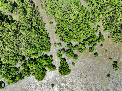 Photography Green mangrove forest with morning sunlight
