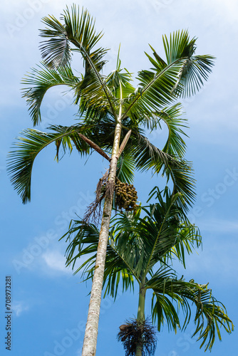 Coconut trees facing the blue sky seen from below