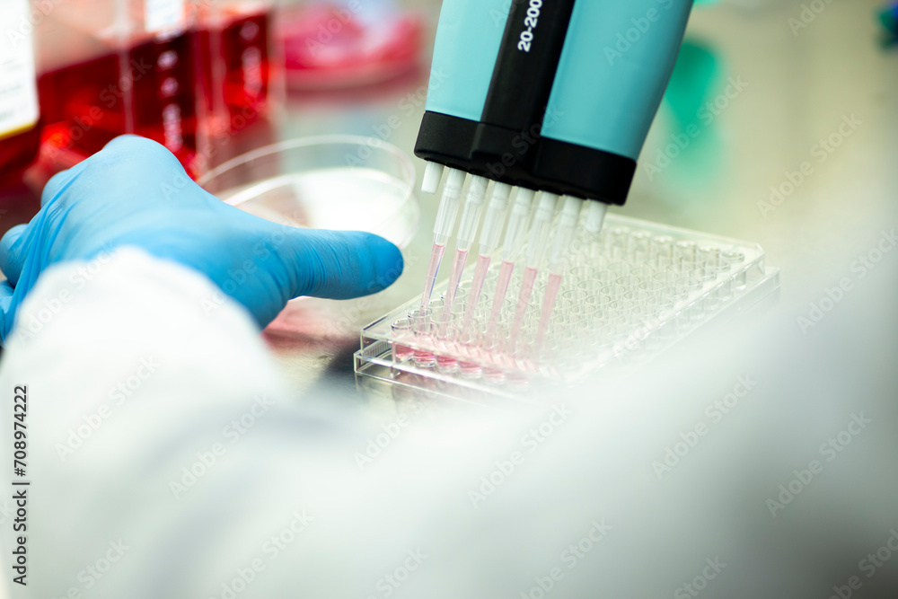 cell culture with multiple pipette at the safety cabinet in cell culture laboratory, medical, medicine and cell culture