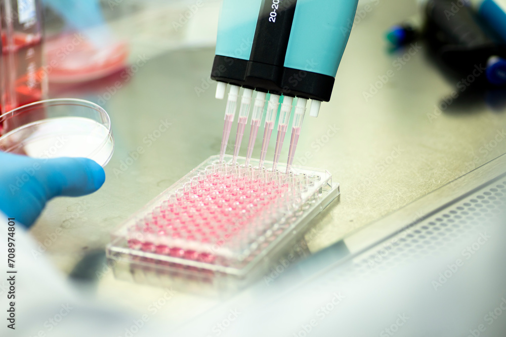 geneticist working with microplate for cells analysis in the genetic lab. Researcher working with samples of tissue culture in microplate in the bioengineering laboratory, medicine laboratory geneticist working with microplate for cells analysis in the genetic lab. Researcher working with samples of tissue culture in microplate in the bioengineering laboratory, medicine laboratory
