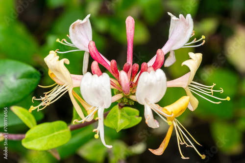 Lonicera periclymenum 'Graham Thomas' a summer flowering plant commonly known as woodbine photo