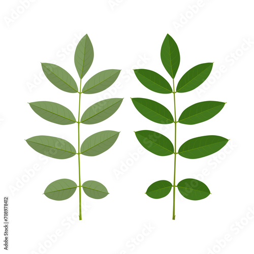 Vector illustration, Indigofera zollingeriana leaves, isolated on white background.