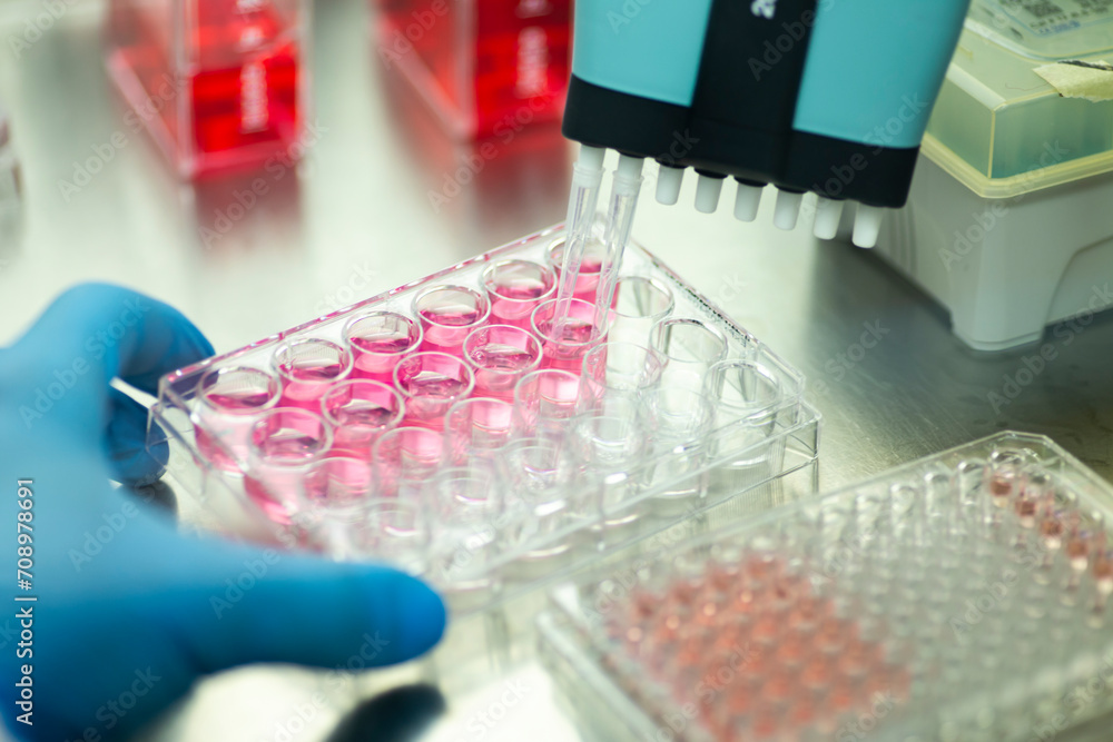 cell culture with multiple pipette at the safety cabinet in cell culture laboratory, medical, medicine and cell culture cell culture with multiple pipette at the safety cabinet in cell culture laboratory, medical, medicine and cell culture