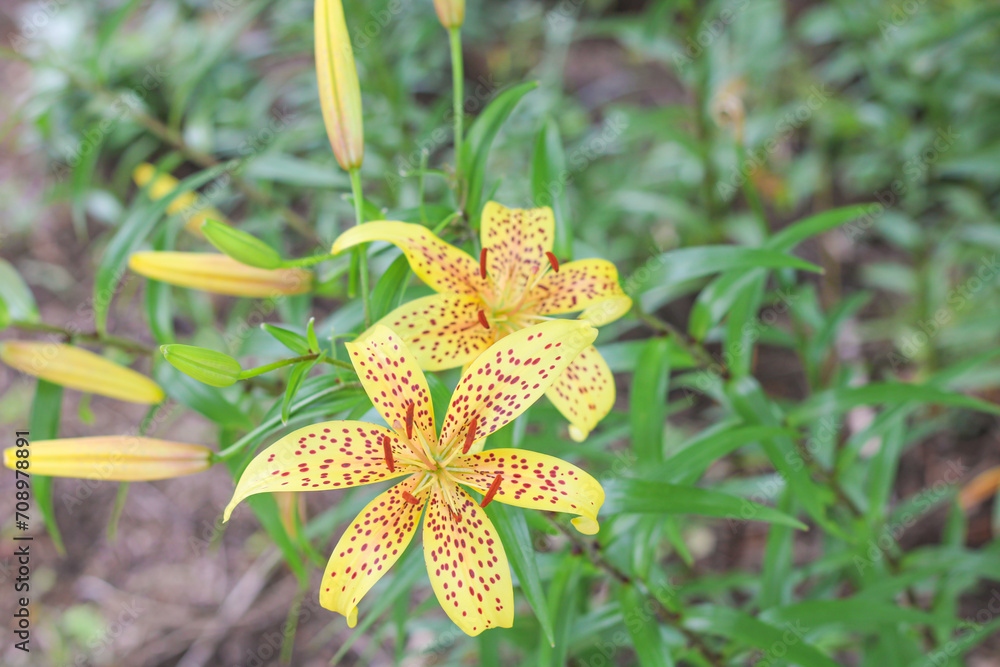 Speckled yellow lily flowers Speckled yellow lily flowers