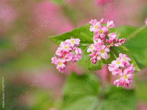 ソバ 高嶺ルビーの花