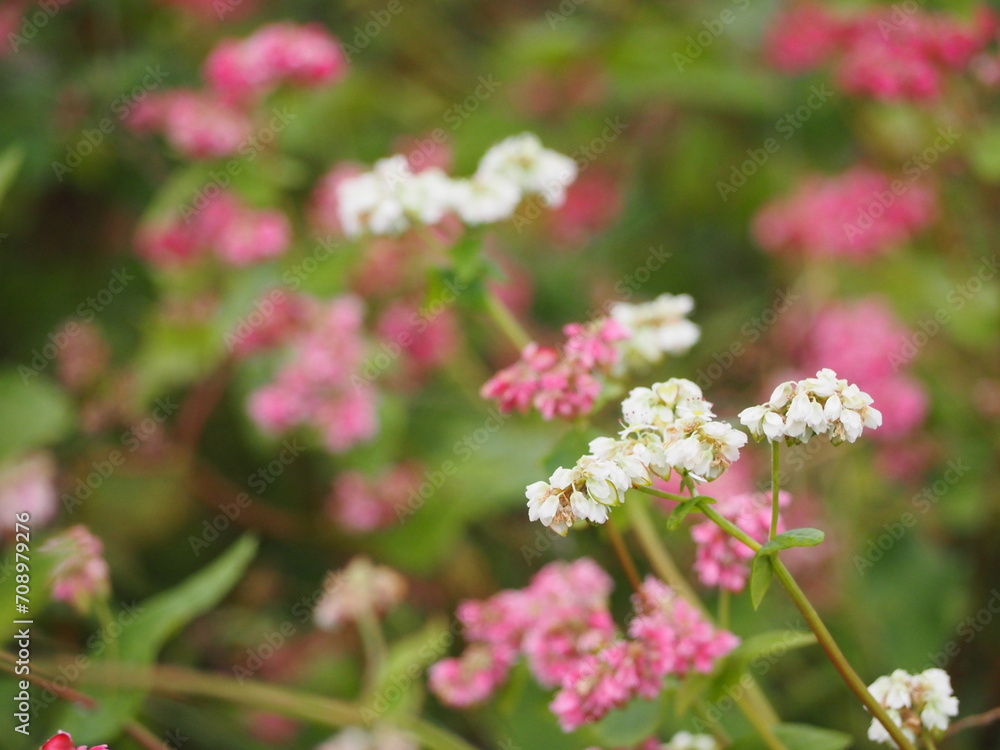 ソバ畑 ピンクと白のソバの花 ソバ畑 ピンクと白のソバの花