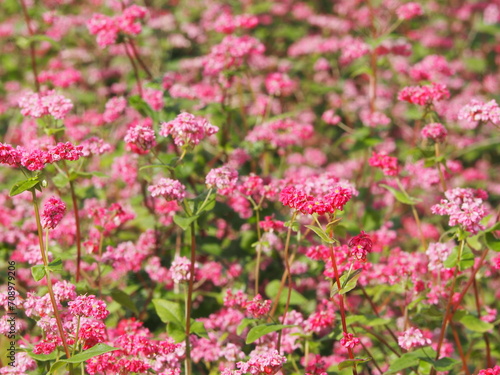 ソバ　高嶺ルビーの花 © Yukari Ueno