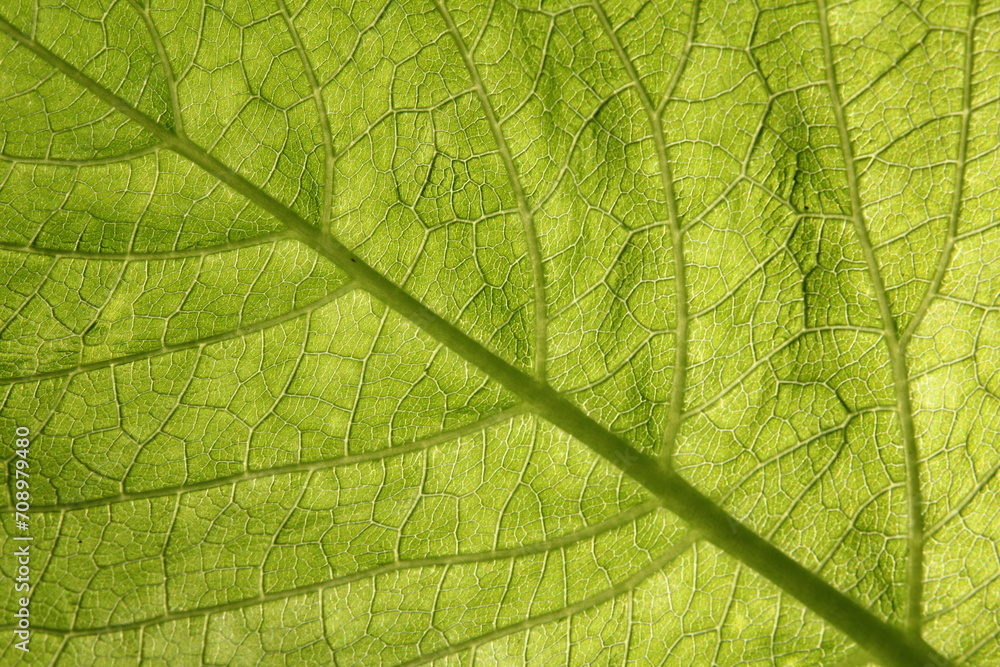 A close-up view reveals the intricate veins and vibrant shade of green on the surface of a delicate leaf. A close-up view reveals the intricate veins and vibrant shade of green on the surface of a delicate leaf.
