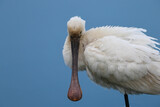 young Spoonbill in a pond, looking into the water