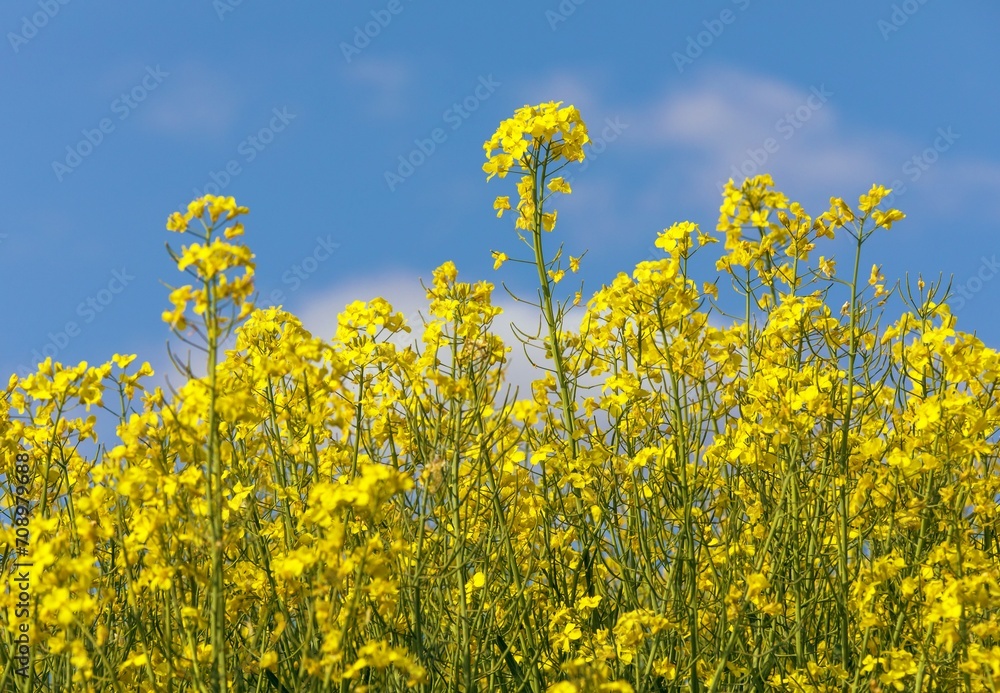 Rapeseed flower canola or colza in latin Brassica Napus Rapeseed flower canola or colza in latin Brassica Napus