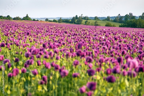 Flowering opium poppy field, in Latin papaver somniferum