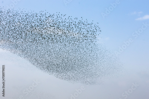Flock of Starlings.2