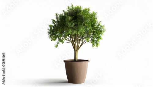tree in a pot isolated